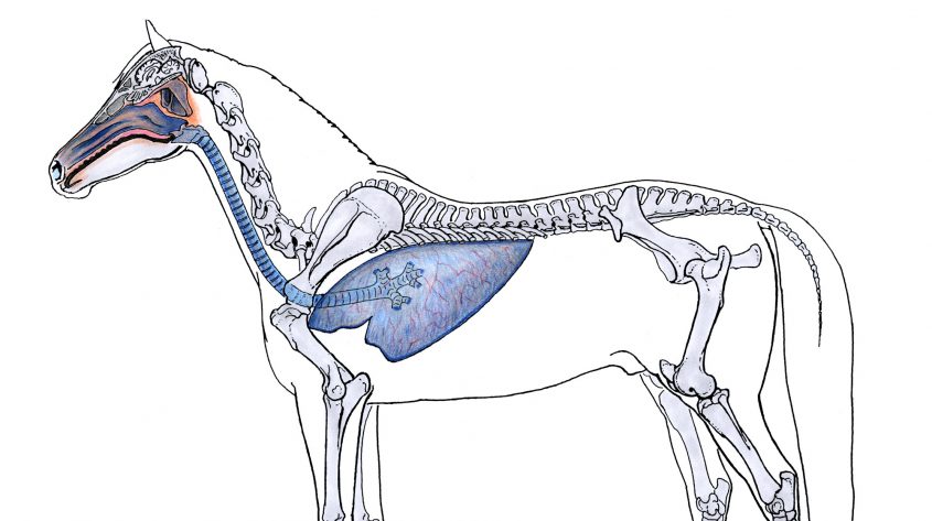 Horse respiratory system