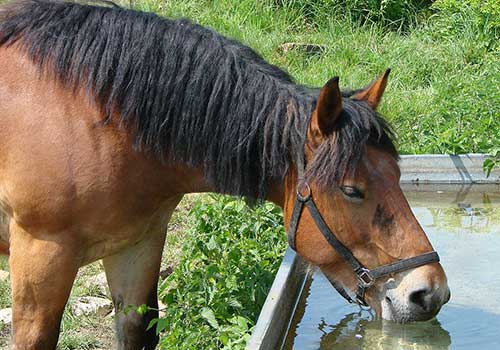 Horse Drinking Water