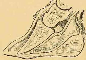 Equine Laminitis 