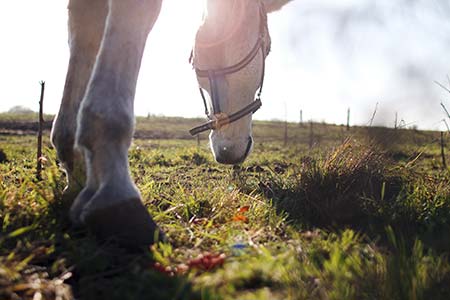 Equine Laminitis