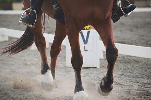 Tips for Dressage Score