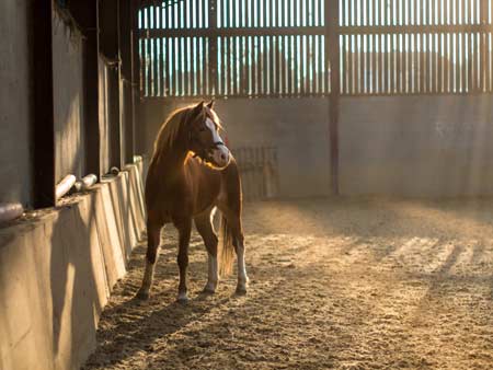 Horse Stable