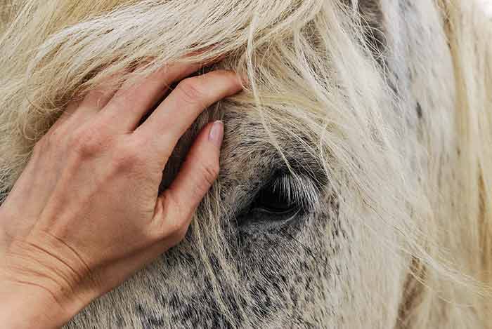 Equine Therapy Love