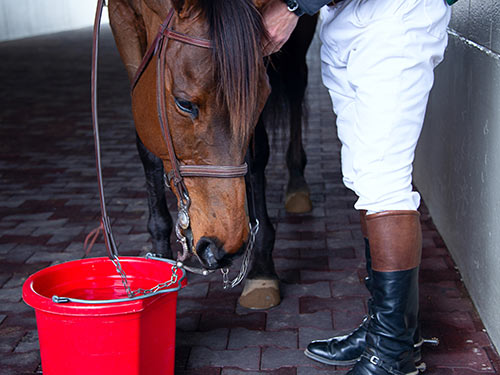 Horse drinking water from a bucket