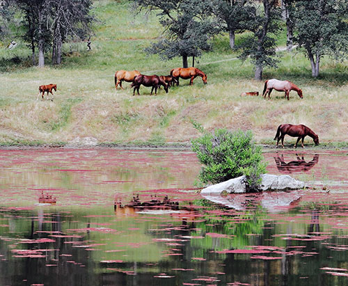 Horses drinking water