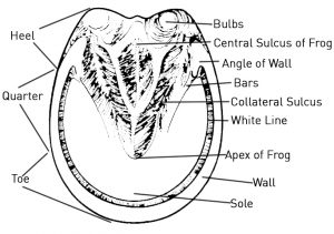 Horse Hoof Care