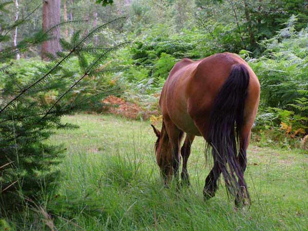 New Forest National Park