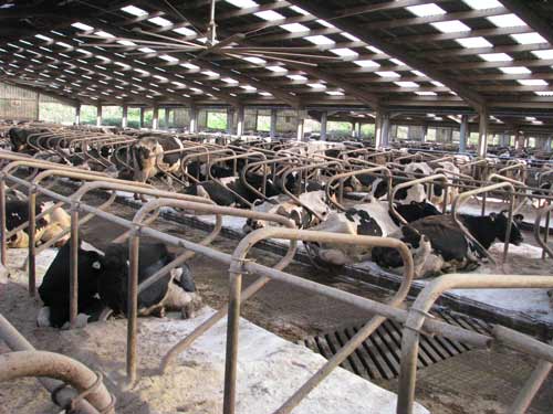 Cow comfort in Cubicle Bed