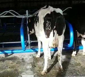 Mayo Hybrid Flex Cow Cubicles