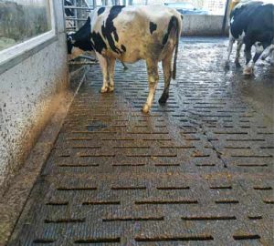 Mayo Slat Mat with Cow