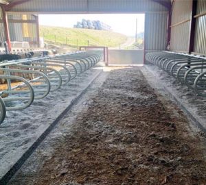 Calf cubicles self fit