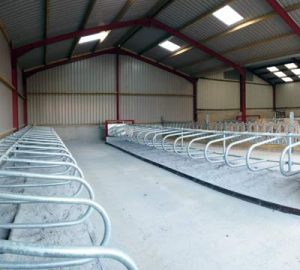 Calf Cubicles