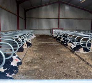 Calf cubicles with calves in