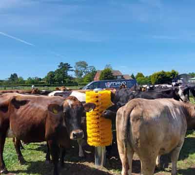 Easyswing Totem Brush for cows