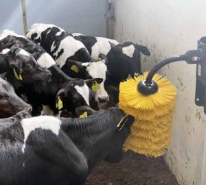 Cow Brushes
