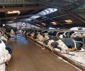 Cows in on their new mayo beds