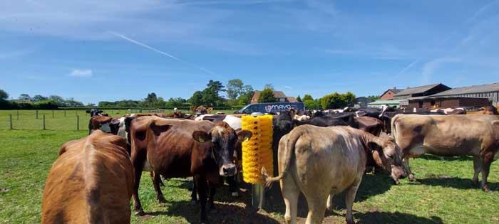 Cow Brushes