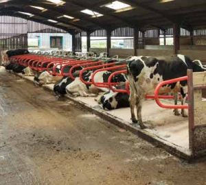 hybrid flex cubicles red with cows