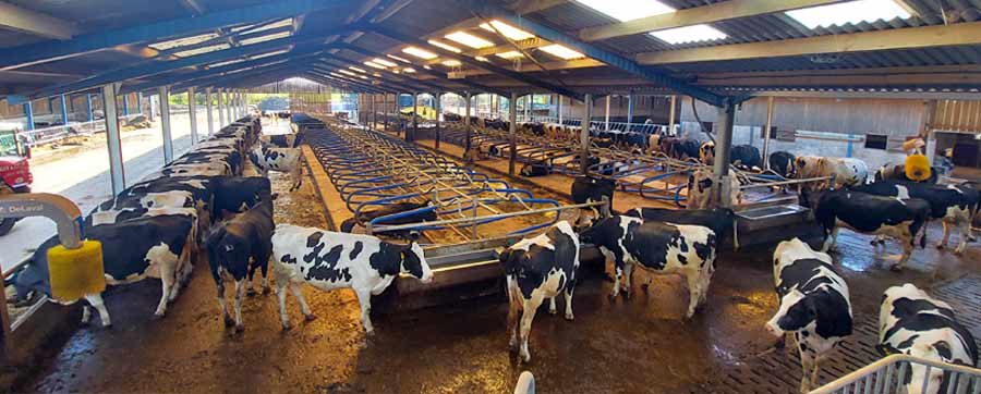 Hybrid flex and mattress system dairy unit