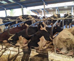 Hybrid Flex Cubicles with cows in