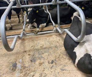 Comfy cows on the Mayo Mattress