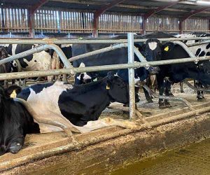 Mayo Mattress system with cows