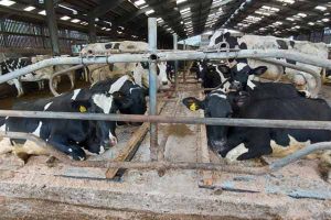 Mayo Mattress system with cows in