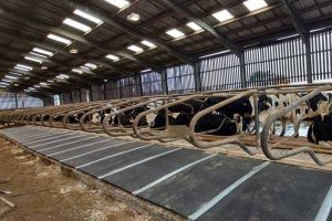 Cows lying as Mayo Mattress fit