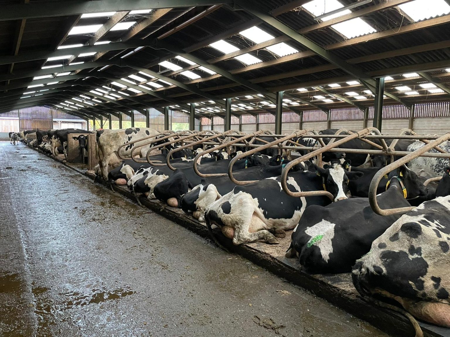 The Mayo Mattress New Mayo Farm Systems the-mayo-mattress-new-mayo-farm-systems