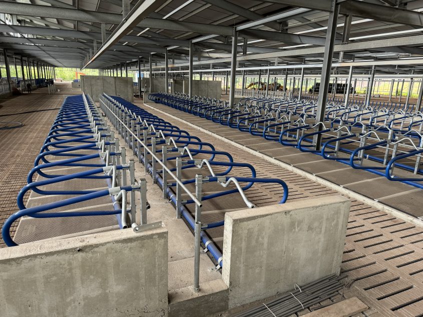 the mayo mattress is preferred and best suited for full time housed cows in a robot or otherwise milking system